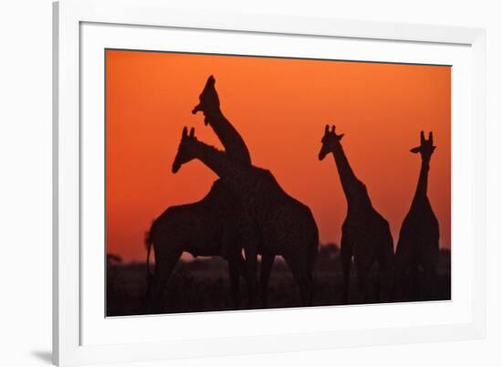 Giraffes 'Necking' at Sunset-null-Framed Photographic Print