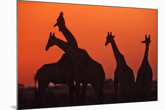 Giraffes 'Necking' at Sunset-null-Mounted Photographic Print