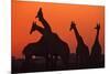 Giraffes 'Necking' at Sunset-null-Mounted Photographic Print
