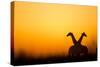 Giraffes, Nxai Pan National Park, Botswana-Paul Souders-Stretched Canvas