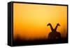 Giraffes, Nxai Pan National Park, Botswana-Paul Souders-Framed Stretched Canvas