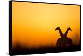 Giraffes, Nxai Pan National Park, Botswana-Paul Souders-Framed Stretched Canvas