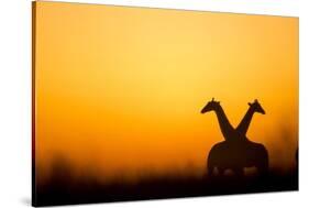 Giraffes, Nxai Pan National Park, Botswana-Paul Souders-Stretched Canvas