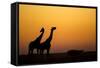 Giraffes, Nxai Pan National Park, Botswana-Paul Souders-Framed Stretched Canvas