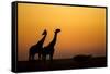 Giraffes, Nxai Pan National Park, Botswana-Paul Souders-Framed Stretched Canvas