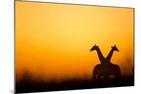 Giraffes, Nxai Pan National Park, Botswana-Paul Souders-Mounted Photographic Print