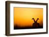 Giraffes, Nxai Pan National Park, Botswana-Paul Souders-Framed Photographic Print