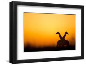 Giraffes, Nxai Pan National Park, Botswana-Paul Souders-Framed Photographic Print