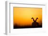 Giraffes, Nxai Pan National Park, Botswana-Paul Souders-Framed Photographic Print