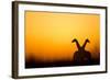 Giraffes, Nxai Pan National Park, Botswana-Paul Souders-Framed Photographic Print