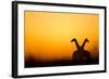 Giraffes, Nxai Pan National Park, Botswana-Paul Souders-Framed Photographic Print