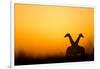 Giraffes, Nxai Pan National Park, Botswana-Paul Souders-Framed Photographic Print