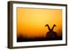 Giraffes, Nxai Pan National Park, Botswana-Paul Souders-Framed Photographic Print