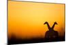 Giraffes, Nxai Pan National Park, Botswana-Paul Souders-Mounted Photographic Print