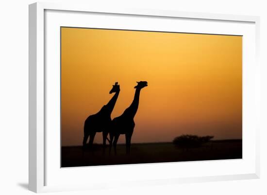 Giraffes, Nxai Pan National Park, Botswana-Paul Souders-Framed Photographic Print