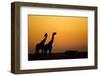 Giraffes, Nxai Pan National Park, Botswana-Paul Souders-Framed Photographic Print