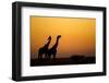 Giraffes, Nxai Pan National Park, Botswana-Paul Souders-Framed Photographic Print