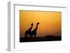 Giraffes, Nxai Pan National Park, Botswana-Paul Souders-Framed Photographic Print