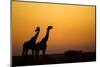 Giraffes, Nxai Pan National Park, Botswana-Paul Souders-Mounted Photographic Print