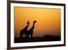 Giraffes, Nxai Pan National Park, Botswana-Paul Souders-Framed Photographic Print