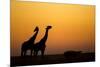 Giraffes, Nxai Pan National Park, Botswana-Paul Souders-Mounted Photographic Print