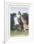 Giraffes of Manyara from the Artist's Africa Portfolio-Dennis Curry-Framed Collectable Print