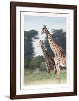 Giraffes of Manyara from the Artist's Africa Portfolio-Dennis Curry-Framed Collectable Print