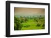 Giraffes on Safari, Mizumi Safari Park, Tanzania, East Africa, Africa-Laura Grier-Framed Photographic Print