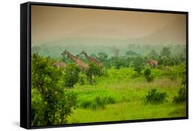 Giraffes on Safari, Mizumi Safari Park, Tanzania, East Africa, Africa-Laura Grier-Framed Stretched Canvas