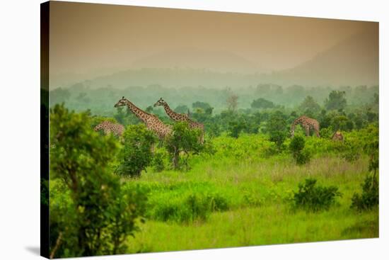 Giraffes on Safari, Mizumi Safari Park, Tanzania, East Africa, Africa-Laura Grier-Stretched Canvas