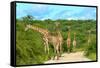 Giraffes on the Road-Karel Gallas-Framed Stretched Canvas