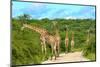 Giraffes on the Road-Karel Gallas-Mounted Photographic Print