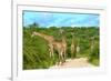 Giraffes on the Road-Karel Gallas-Framed Photographic Print