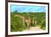 Giraffes on the Road-Karel Gallas-Framed Photographic Print