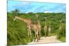 Giraffes on the Road-Karel Gallas-Mounted Photographic Print