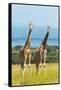 Giraffes on the savanna, Murchison Falls National park, Uganda-Keren Su-Framed Stretched Canvas