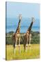 Giraffes on the savanna, Murchison Falls National park, Uganda-Keren Su-Stretched Canvas