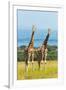 Giraffes on the savanna, Murchison Falls National park, Uganda-Keren Su-Framed Photographic Print