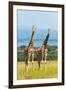 Giraffes on the savanna, Murchison Falls National park, Uganda-Keren Su-Framed Photographic Print