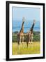 Giraffes on the savanna, Murchison Falls National park, Uganda-Keren Su-Framed Photographic Print