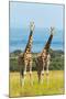 Giraffes on the savanna, Murchison Falls National park, Uganda-Keren Su-Mounted Photographic Print