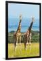 Giraffes on the savanna, Murchison Falls National park, Uganda-Keren Su-Framed Photographic Print