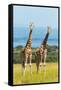 Giraffes on the savanna, Murchison Falls National park, Uganda-Keren Su-Framed Stretched Canvas