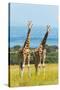Giraffes on the savanna, Murchison Falls National park, Uganda-Keren Su-Stretched Canvas
