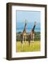 Giraffes on the savanna, Murchison Falls National park, Uganda-Keren Su-Framed Photographic Print