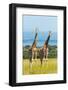 Giraffes on the savanna, Murchison Falls National park, Uganda-Keren Su-Framed Photographic Print