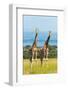 Giraffes on the savanna, Murchison Falls National park, Uganda-Keren Su-Framed Photographic Print