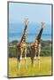 Giraffes on the savanna, Murchison Falls National park, Uganda-Keren Su-Mounted Photographic Print