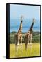 Giraffes on the savanna, Murchison Falls National park, Uganda-Keren Su-Framed Stretched Canvas