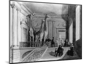 Giraffes on the Staircase in the British Museum, 1845-George The Elder Scharf-Mounted Giclee Print